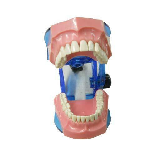 Trulon Typhodont Jaw Set/Study Model