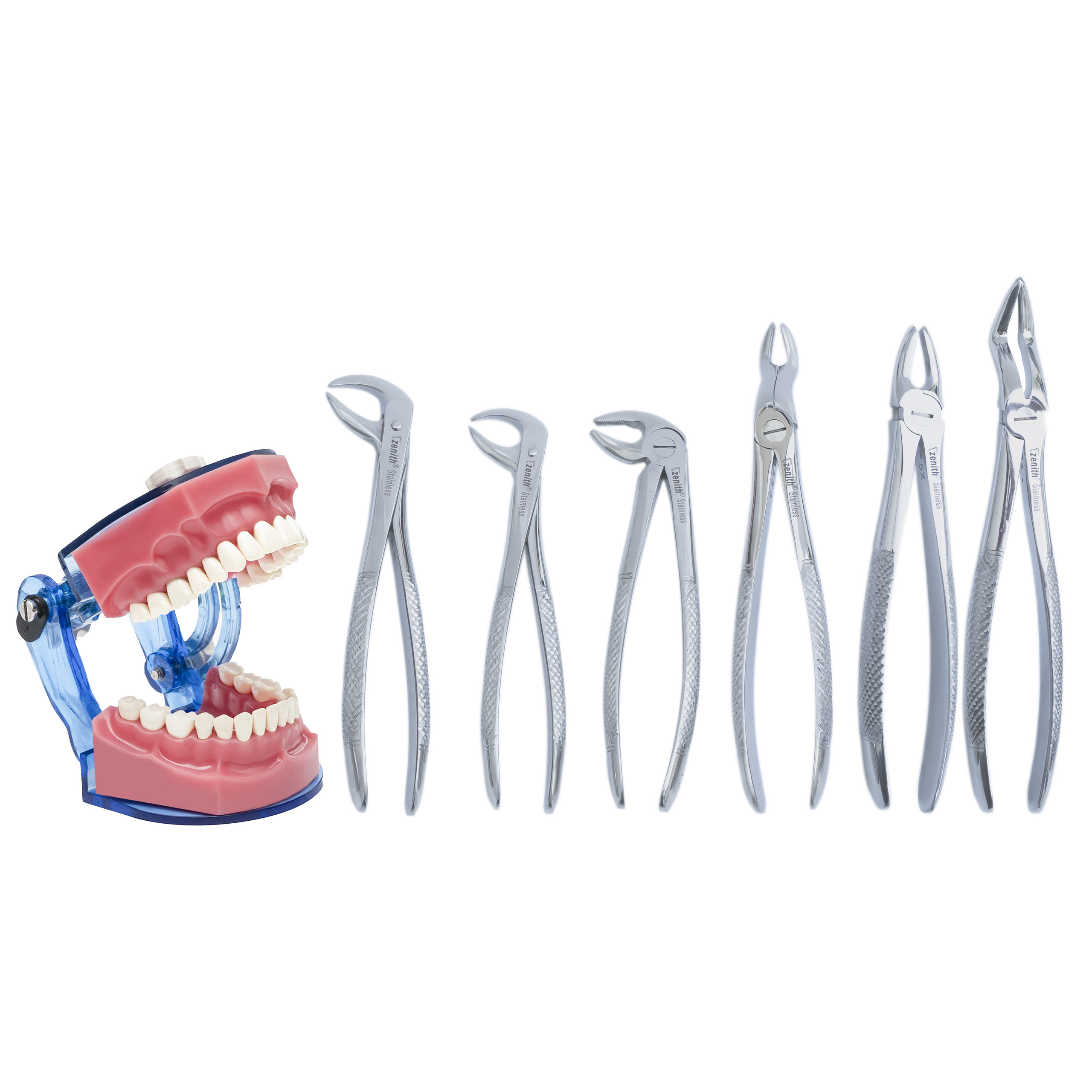 Extraction Foreceps Adult Kit Of 12