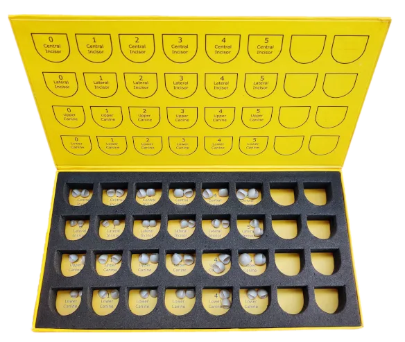 Anterior Crowns Central And Lateral Incisor Master Kit
